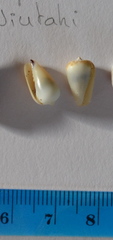 Imbricaria