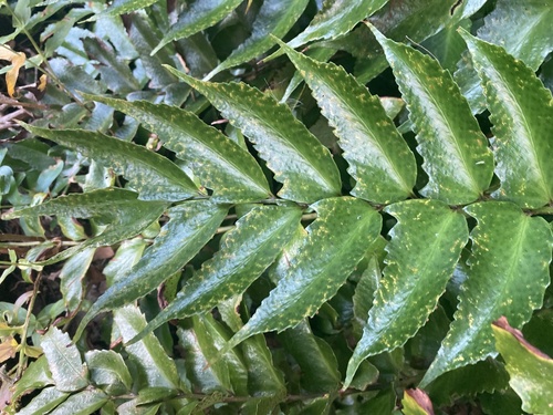 Cyrtomium falcatum