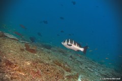 Plectorhinchus playfairi
