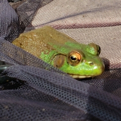 Lithobates clamitans
