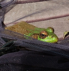 Lithobates clamitans