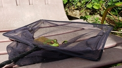 Lithobates clamitans