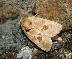 Paracossulus thrips