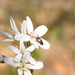 Drosera prophylla - Photo (c) Hugo Innes, algunos derechos reservados (CC BY-NC), uploaded by Hugo Innes