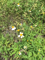 Bidens pilosa