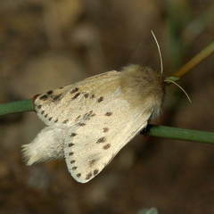 Dyspessa salicicola
