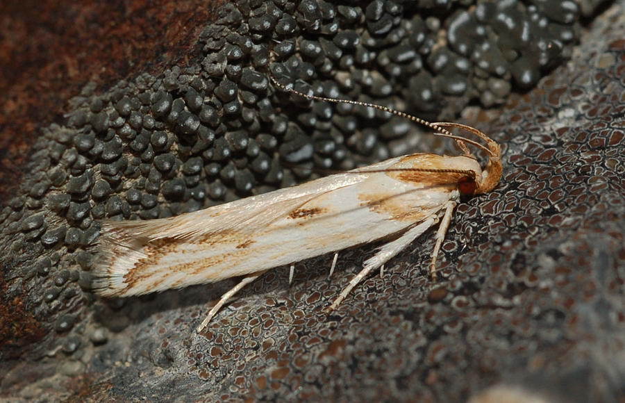 Stomopteryx detersella
