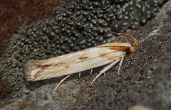 Stomopteryx detersella