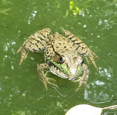 Lithobates clamitans