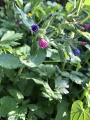 Pulmonaria officinalis