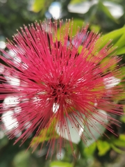 Calliandra tergemina emarginata