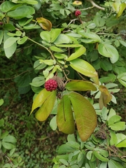 Calliandra tergemina emarginata