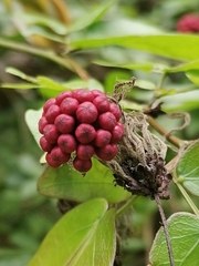 Calliandra tergemina emarginata