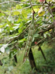 Calliandra tergemina emarginata