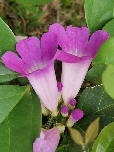Mansoa alliacea