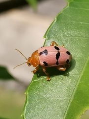 Podontia affinis