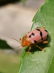 Podontia affinis