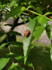 Podontia affinis