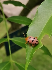 Podontia affinis