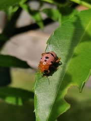 Podontia affinis