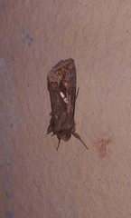 Chrysodeixis chalcites