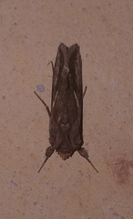 Chrysodeixis chalcites