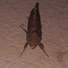 Chrysodeixis chalcites