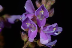 Christia campanulata