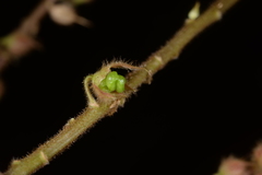 Christia campanulata