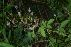 Christia campanulata