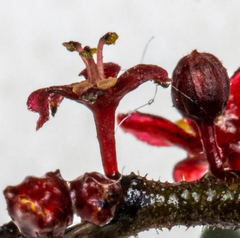 Phyllanthus hirtellus