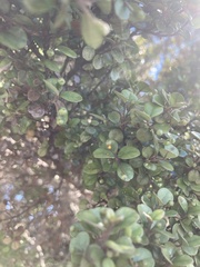 Austropuccinia psidii