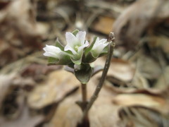 Obolaria virginica