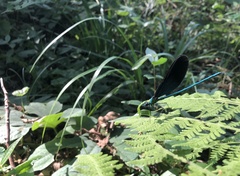 Matrona basilaris