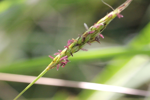Image of Ischaemum ciliare by no rights reserved