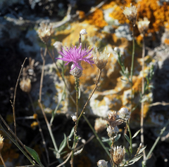 Centaurea sarandinakiae