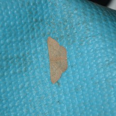 Cyclophora obstataria