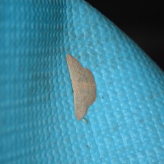 Cyclophora obstataria