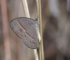 Brakefieldia simonsii