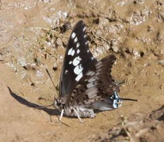 Charaxes achaemenes achaemenes
