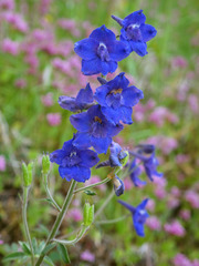Delphinium oreganum