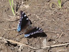 Charaxes guderiana guderiana