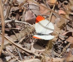 Colotis antevippe gavisa
