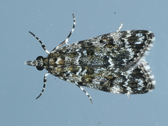 Scoparia exhibitalis