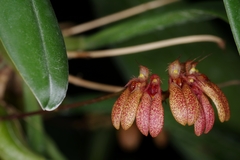 Bulbophyllum pulchellum