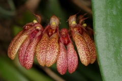Bulbophyllum pulchellum