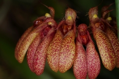 Bulbophyllum pulchellum