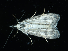 Scoparia exhibitalis