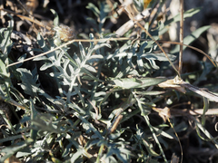 Centaurea sarandinakiae