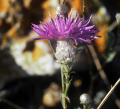 Centaurea sarandinakiae